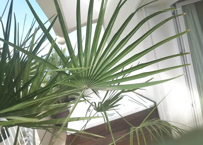 Ambassador רימיני